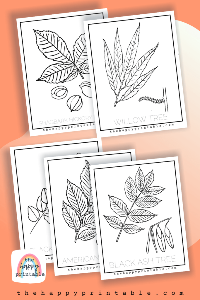 chestnut tree leaf coloring pages